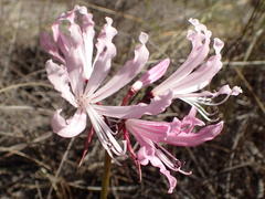 Nerine humilis