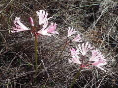 Nerine humilis