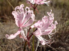 Nerine humilis
