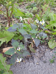 Solanum nigrum