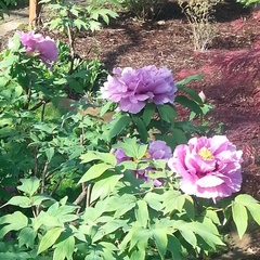 Paeonia × suffruticosa