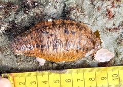 Holothuroidea