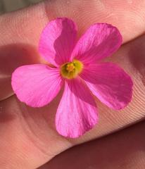 Oxalis imbricata violacea