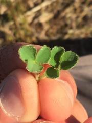 Oxalis imbricata violacea