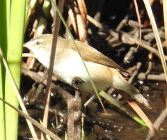 Acrocephalus scirpaceus baeticatus