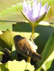Acrocephalus scirpaceus baeticatus
