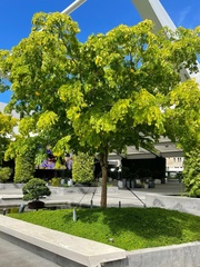 Gonopterodendron arboreum