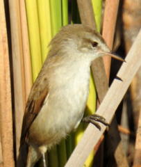 Acrocephalus scirpaceus baeticatus