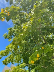 Gonopterodendron arboreum