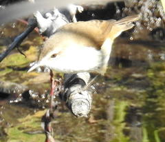 Acrocephalus scirpaceus baeticatus