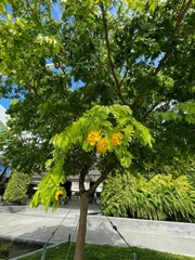 Gonopterodendron arboreum