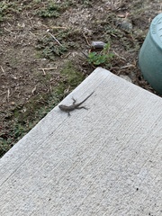 Sceloporus occidentalis