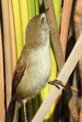 Acrocephalus scirpaceus baeticatus