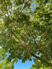 Gonopterodendron arboreum