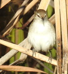 Acrocephalus scirpaceus baeticatus