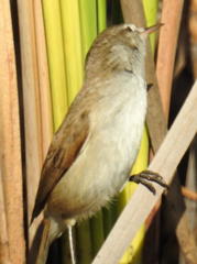 Acrocephalus scirpaceus baeticatus