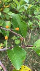 Celastrus orbiculatus