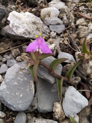 Callisia navicularis