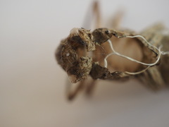 Libellula quadrimaculata