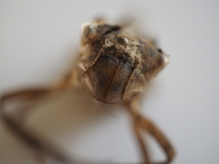 Libellula quadrimaculata