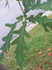 Quercus robur