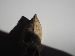 Libellula quadrimaculata