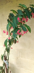 Begonia coccinea