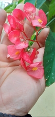Begonia coccinea