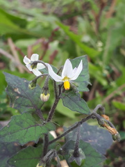 Solanum nigrum