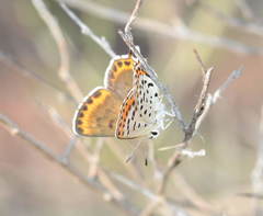 Athamanthia alexandra