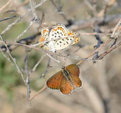 Athamanthia alexandra