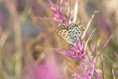 Athamanthia alexandra
