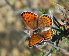 Athamanthia athamantis