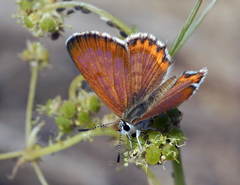 Athamanthia athamantis