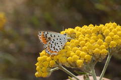 Athamanthia athamantis