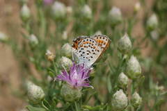 Athamanthia athamantis