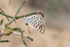 Athamanthia athamantis