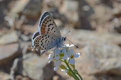 Athamanthia dimorpha
