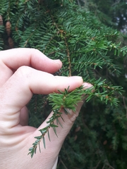 Tsuga canadensis