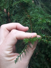 Tsuga canadensis