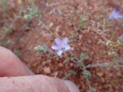 Wahlenbergia acaulis