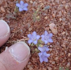 Wahlenbergia acaulis