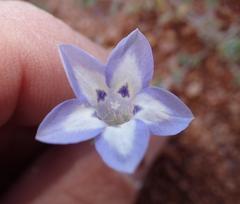 Wahlenbergia acaulis