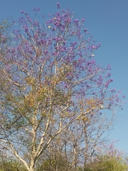 Jacaranda brasiliana