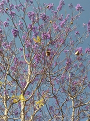 Jacaranda brasiliana