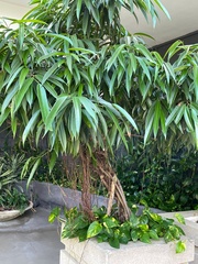 Ficus maclellandii