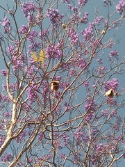 Jacaranda brasiliana