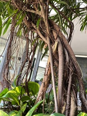 Ficus maclellandii