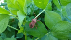 Coreus marginatus marginatus