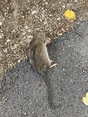 Rattus norvegicus